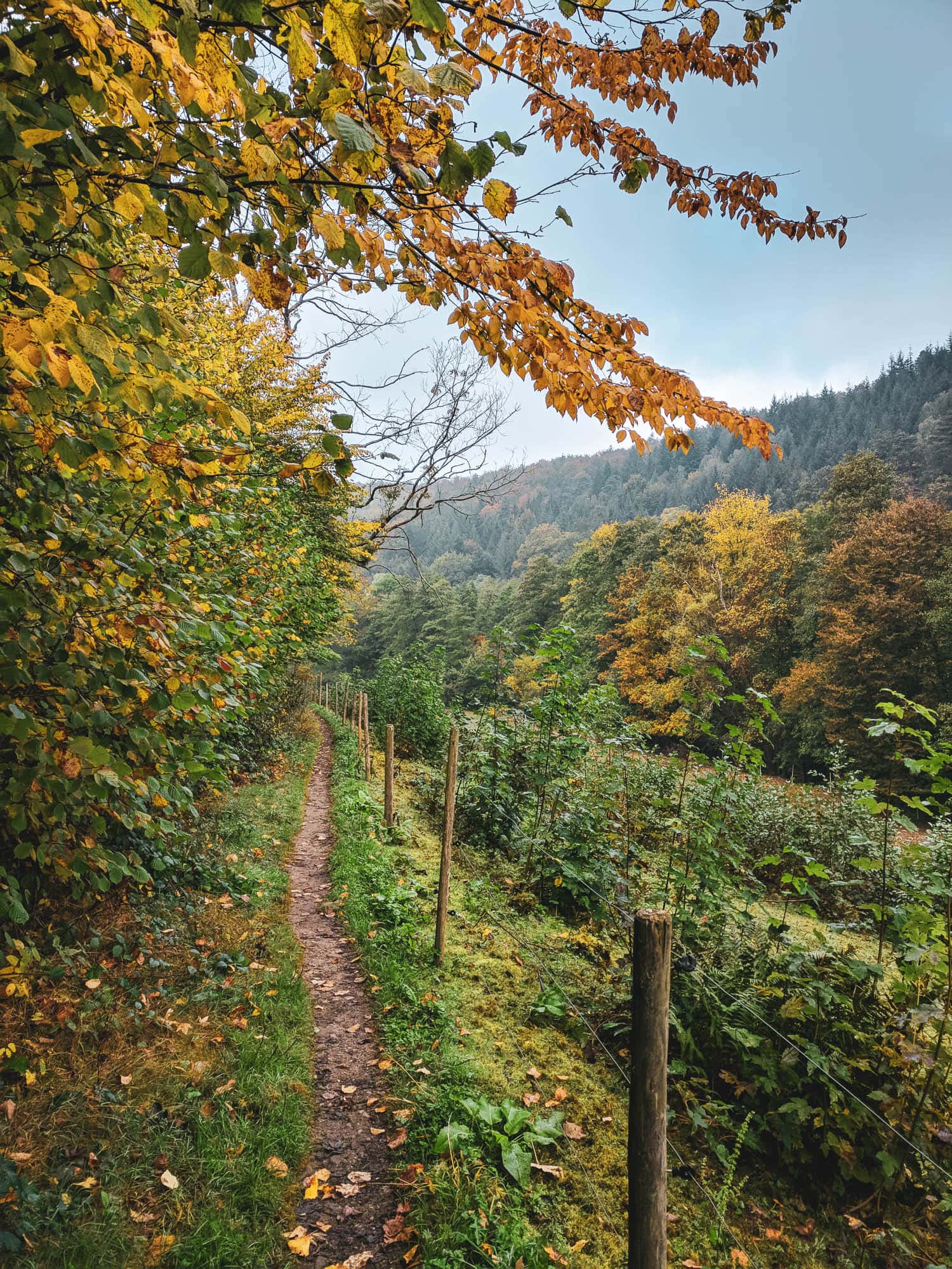 Westweg Ultraleicht Wandern Schwarzwald