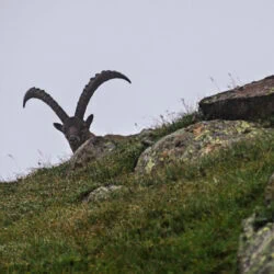 Steinbock auf einem Felsen am Stubaier Höhenweg.