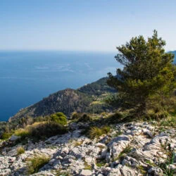 Felsgrat mit Kiefer und Mittelmeerblick auf dem Trockenmauerweg GR 221, Mallorca.