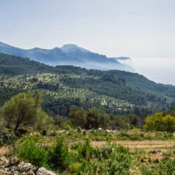 Blick über Olivenhaine und die Tramuntana-Küste auf dem GR 221, Mallorca.