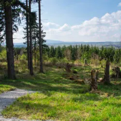 Sonniger Waldweg auf dem Harzer Hexenstieg.