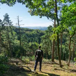 Wanderer auf dem Rheinsteig im Wald oberhalb des Rheintals.
