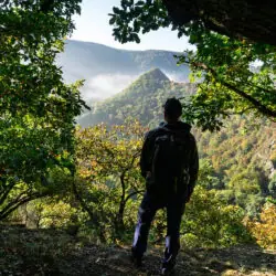 Blick durchs Blätterdach auf die bewaldeten Hügel des Siebengebirges am Rheinsteig.