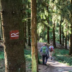 Wanderer im Fichtenwald am Rothaarsteig mit Wegmarkierung am Baum.